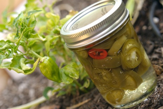 Pickled Jalapenos