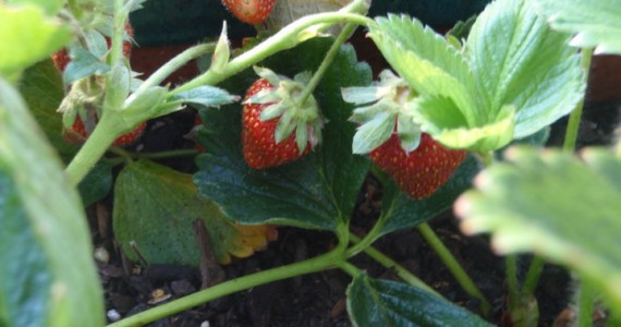 Tiny Strawberries