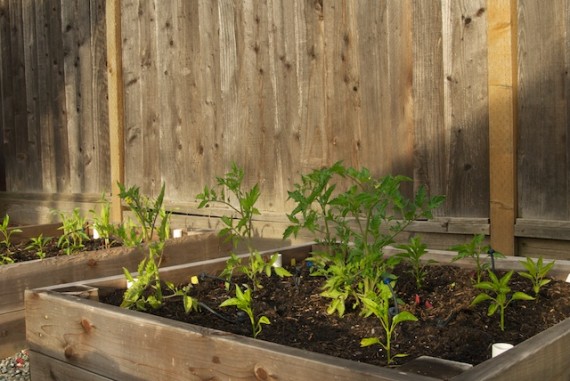 Tomato and Pepper patch