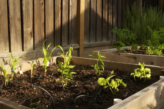 Corn, Cucumbers, Peppers