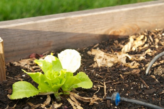 Butter Lettuce