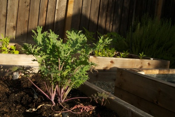 Red Russian Kale