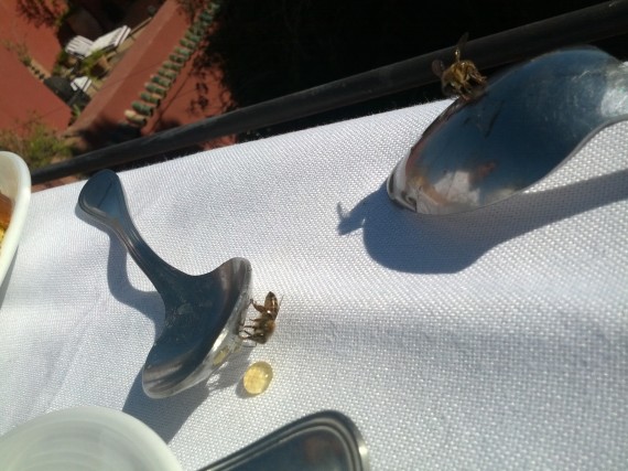 Honey Bees